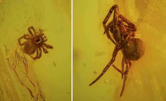 Two Fossil Spiders (Aranea) In Baltic Amber #45141